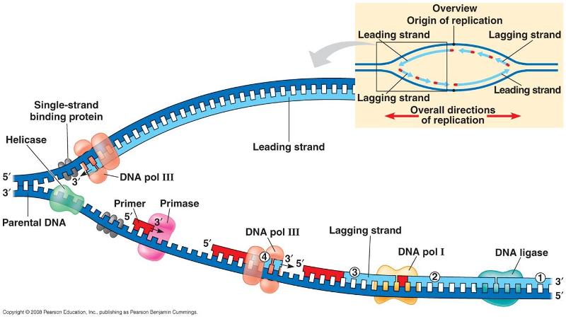 dna replication types