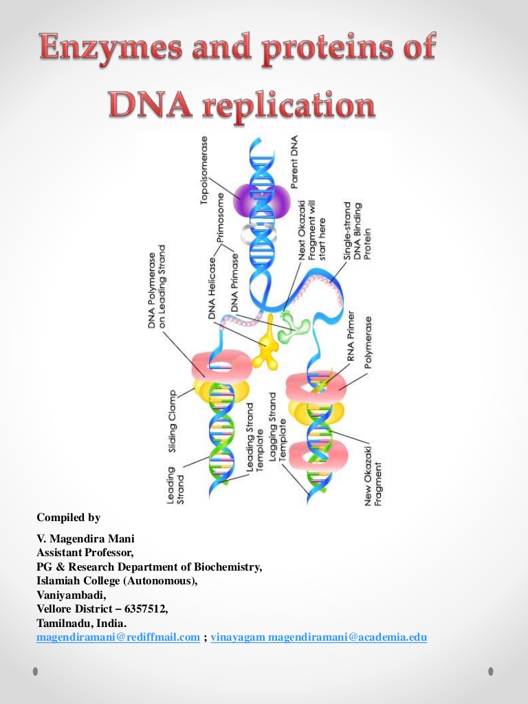 dna replication types